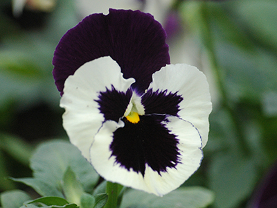 Viola del pensiero